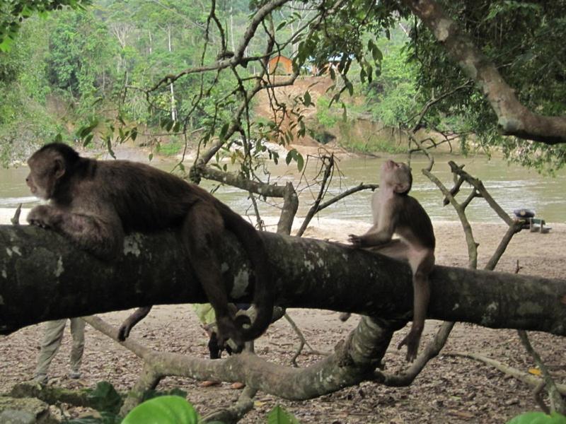 Grand Selva Lodge & Tours Tena Exterior foto